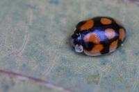 Adalia decempunctata