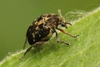 Bruchus