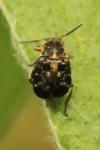 Bruchus