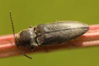 Cidnopus pilosus