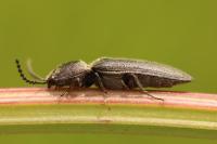 Cidnopus pilosus