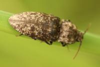 Agrypnus murinus