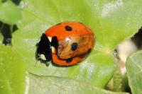 Coccinella septempunctata