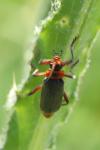 Cantharis rustica