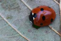 Coccinella septempunctata