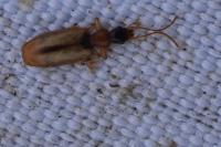Demetrias atricapillus