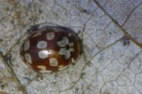 Myrrha octodecimguttata