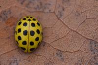 Psyllobora vigintiduopunctata