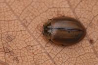 Aphidecta obliterata