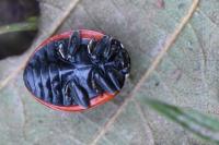 Coccinella septempunctata