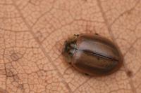 Aphidecta obliterata