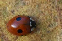 Adalia bipunctata