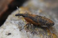 Lixus pulverulentus