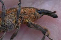 Lixus pulverulentus