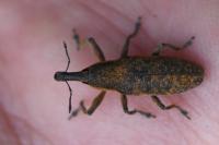Lixus pulverulentus