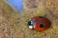 Adalia bipunctata