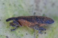 Lixus pulverulentus