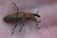 Lixus pulverulentus