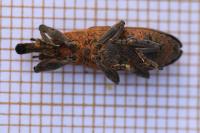 Lixus pulverulentus