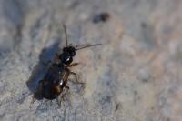 Bembidion articulatum