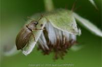 Byturus tomentosus