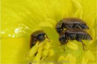 Byturus ochraceus