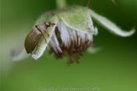 Byturus tomentosus