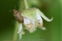 Byturus tomentosus