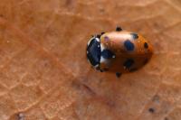 Hippodamia variegata