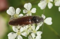 Athous haemorrhoidalis