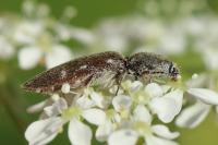 Athous haemorrhoidalis