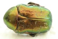 Cetonia aurata