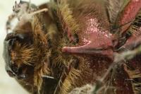 Cetonia aurata