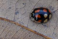 Adalia decempunctata