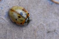 Adalia decempunctata