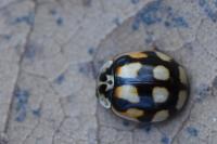 Adalia decempunctata