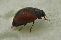 Scymnus