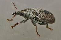 Tychius