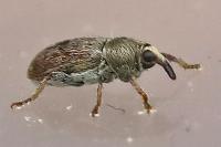 Tychius