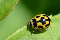 Propylea quatuordecimpunctata