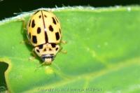 Propylea quatuordecimpunctata