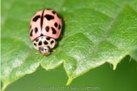Oenopia conglobata