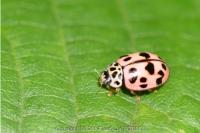 Oenopia conglobata