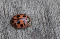 Oenopia conglobata