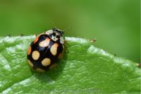 Adalia decempunctata