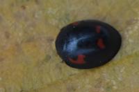 Exochomus quadripustulatus