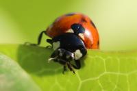 Coccinella septempunctata