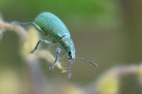 Polydrusus planifrons