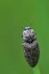 Agrypnus murinus
