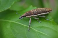 Lixus ochraceus